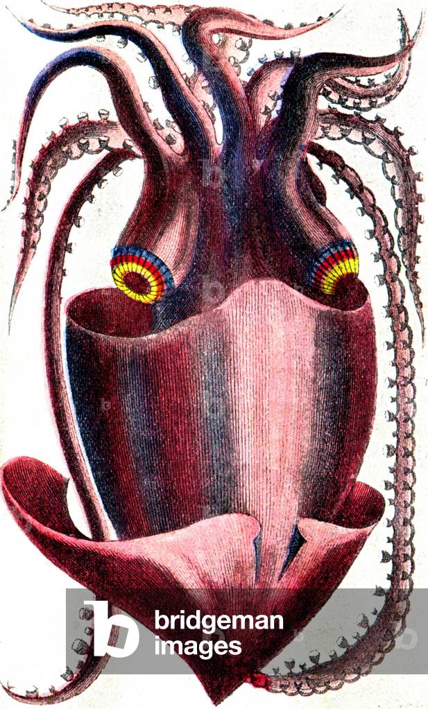 Giant squid, 1805 (engraving)