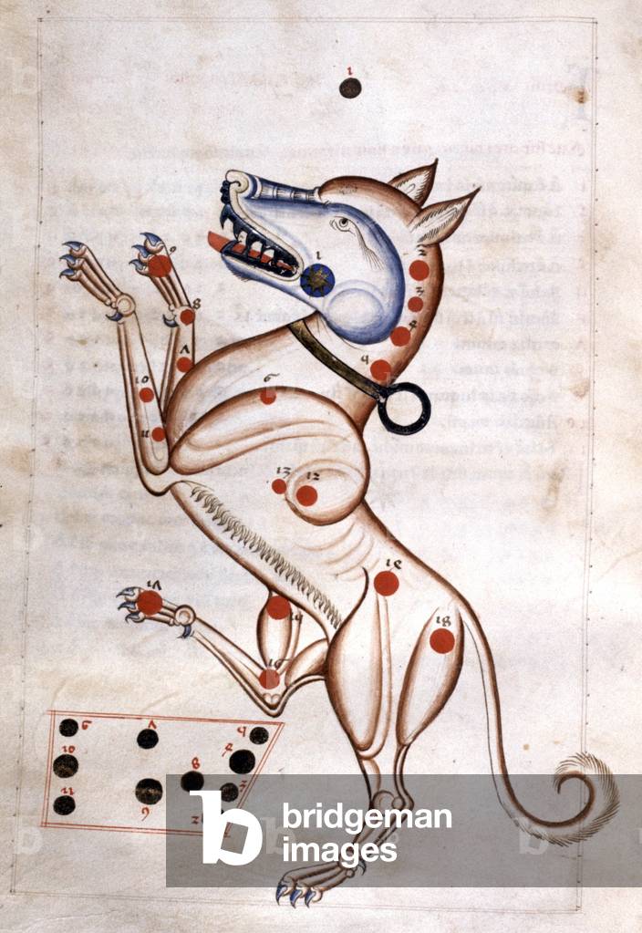 the constellation of the Dog, late 13th century (miniature)