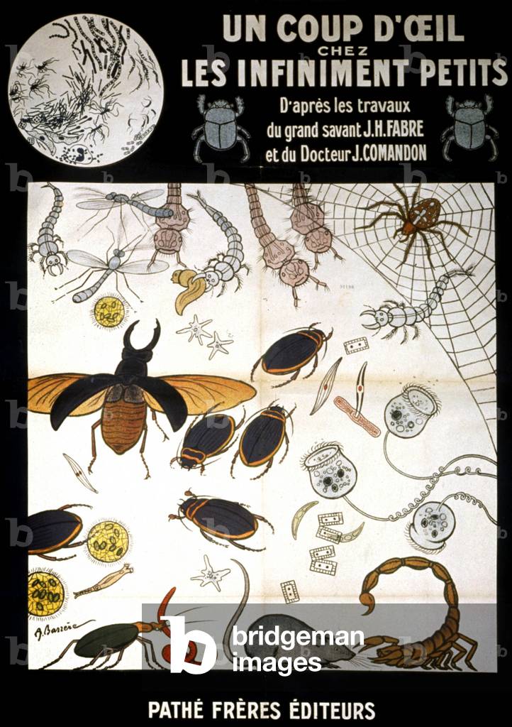 Insects, c.1920-30 (popster)