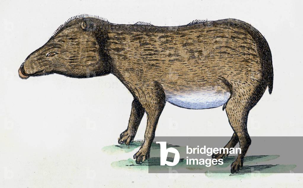 Tapir, 1648 (engraving)