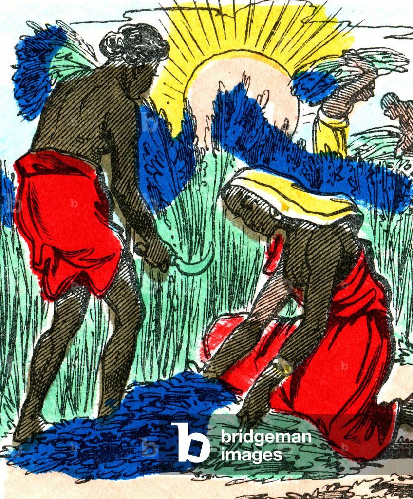 Indigo from India, c.1880 (print)