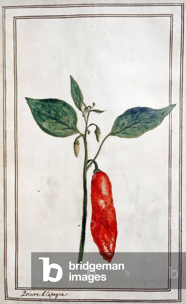 Chilli, Spanish pepper, c.1780-1800 (engraving)