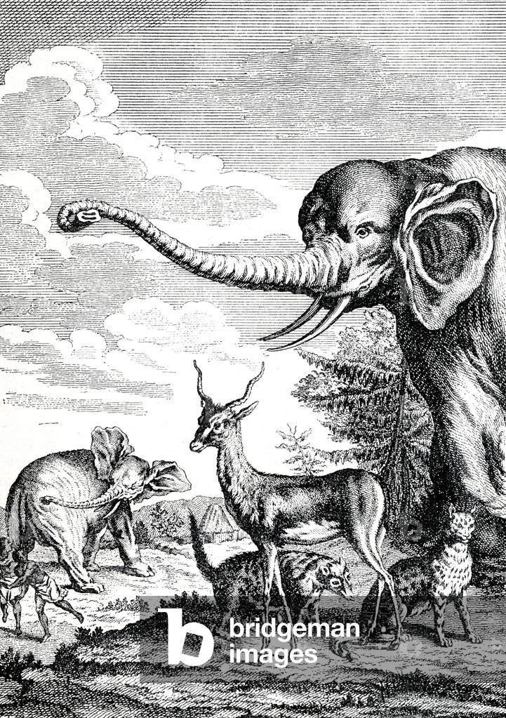 Elephants gazelle and tiger in Africa, c.1750 (engraving)