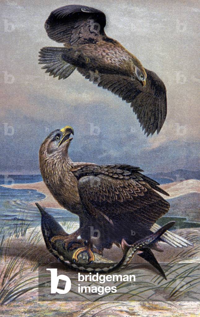 White-tailed Eagle, c.1910 (illustration)