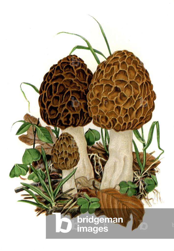 Morel