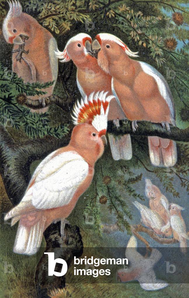 Leadbeater's Cockatoo, c.1910 (illustration)