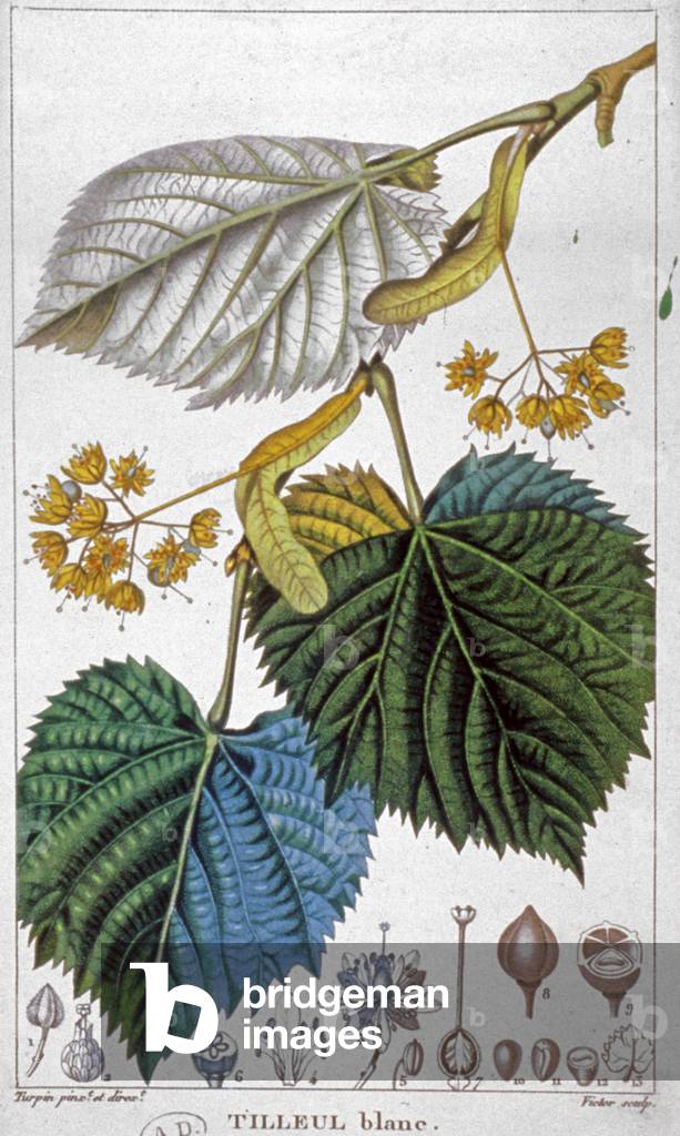 White linden, c.1850 (engraving)