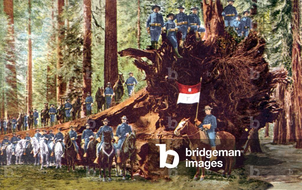 american cavalry in front of dead tree in California, postcard early 20th century