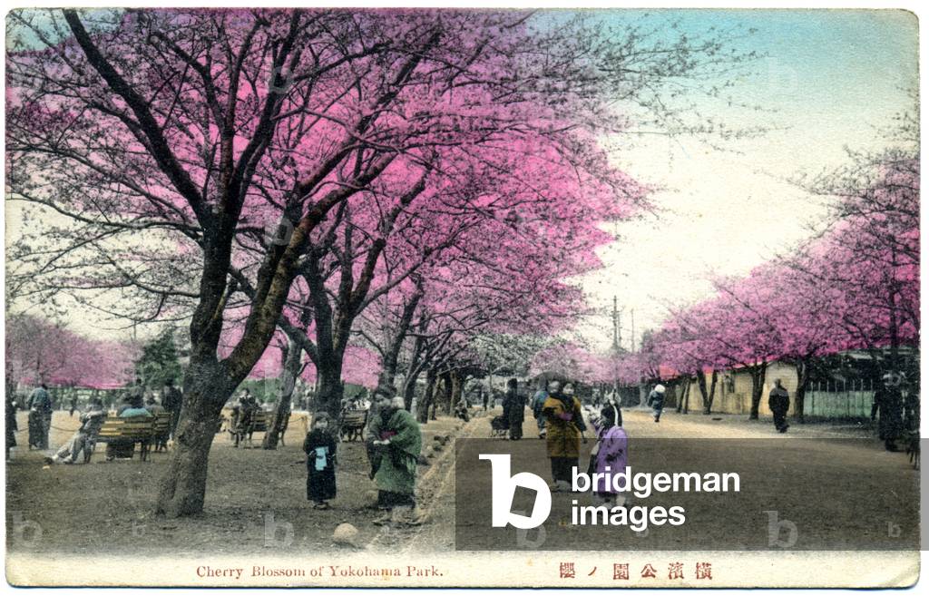 Geography. Japan, Yokohama: Cherry Blossoms in a Park. Postcard, Japan, c.1920.