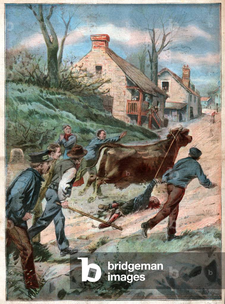 Enfant tue par une vache. Child killed by a cow.