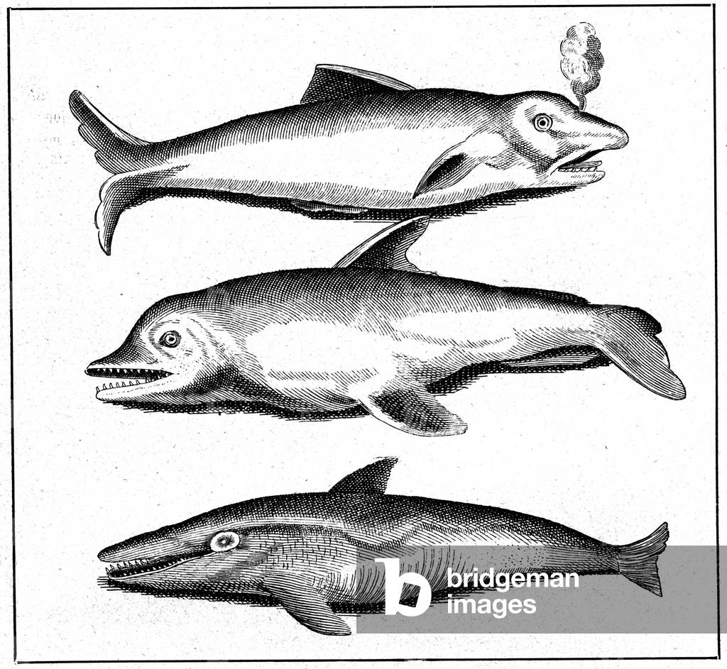 Dolphins, 1718 (engraving)