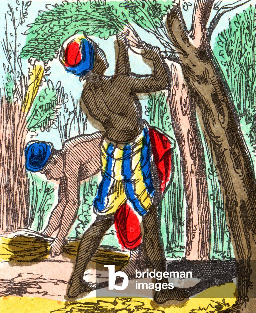 Ceylon Cinnamon, c.1880 (print)