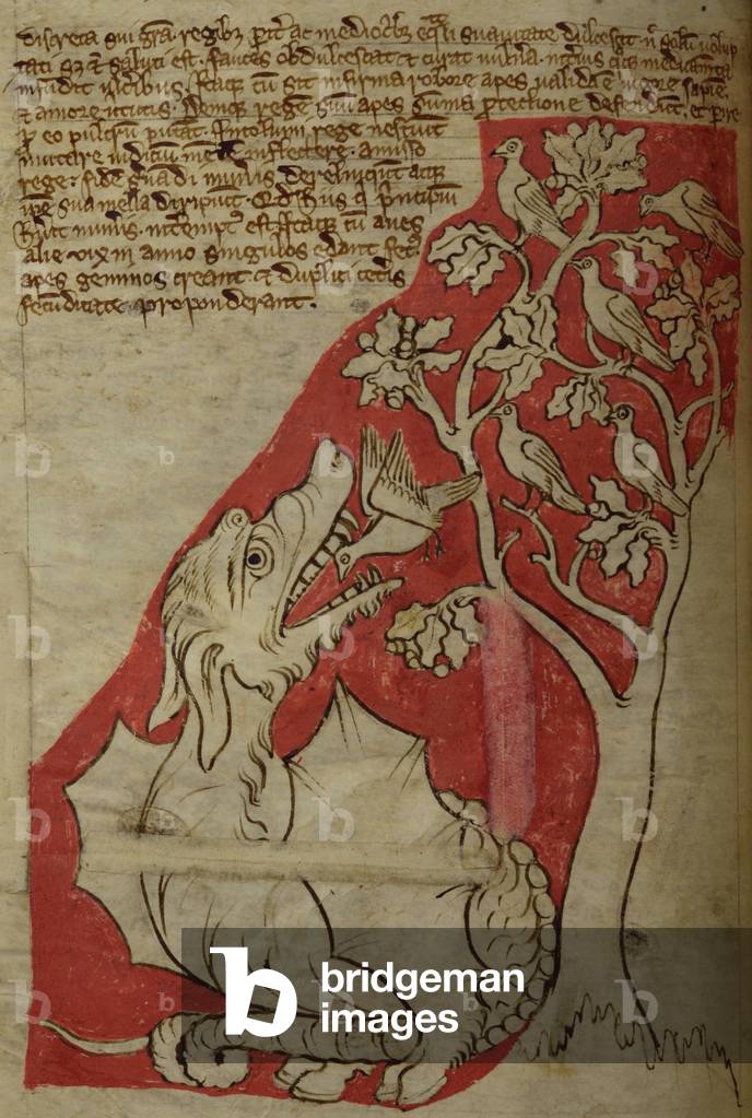 CCA-LitMs/D/10 fol. 23v The Perindens Tree, from Bestiary (imperfect), early 14th century (parchment)