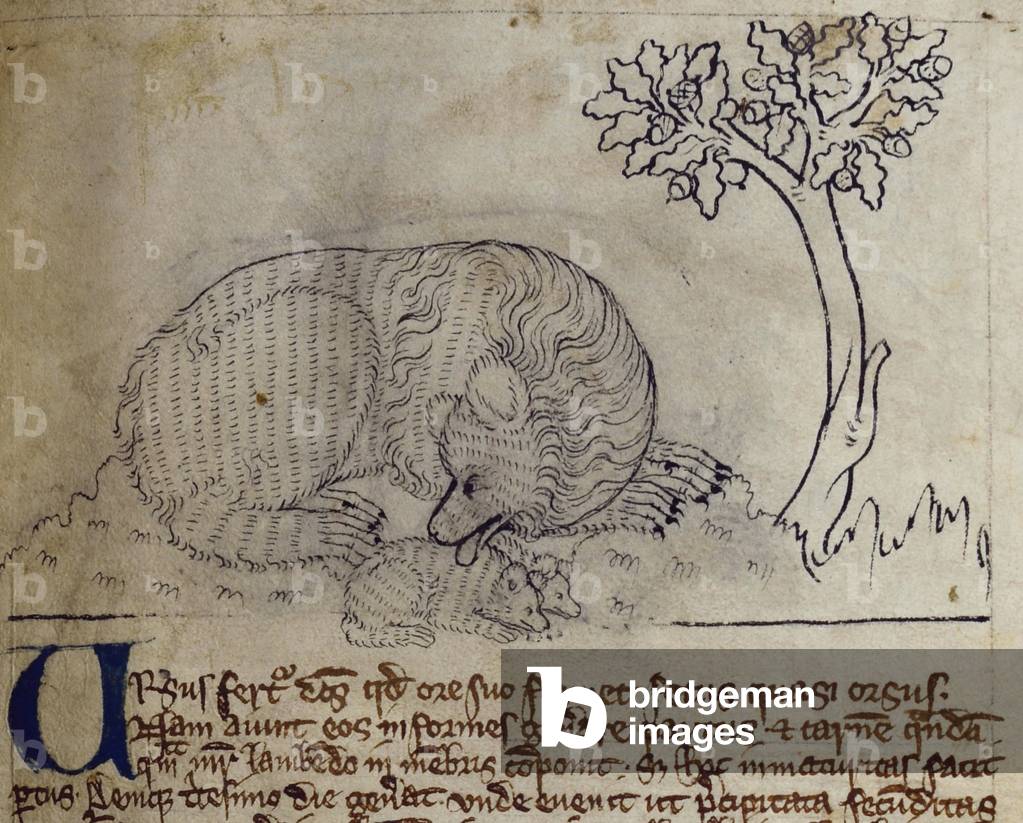 CCA-LitMs/D/10 fol. 3r Bear, from Bestiary (imperfect), early 14th century (parchment)