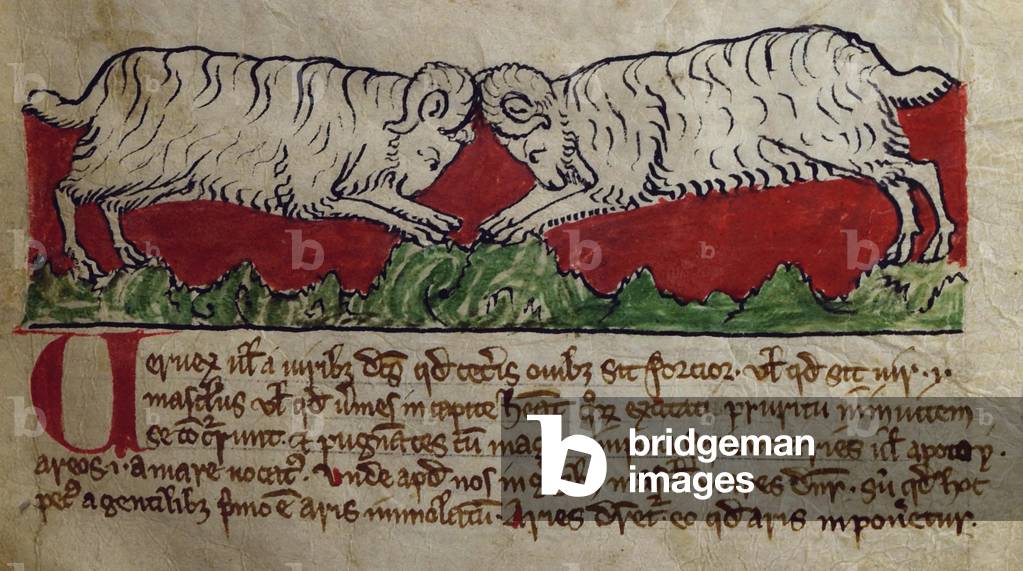 CCA-LitMs/D/10 fol. 8r Wether, from Bestiary (imperfect), early 14th century (parchment)