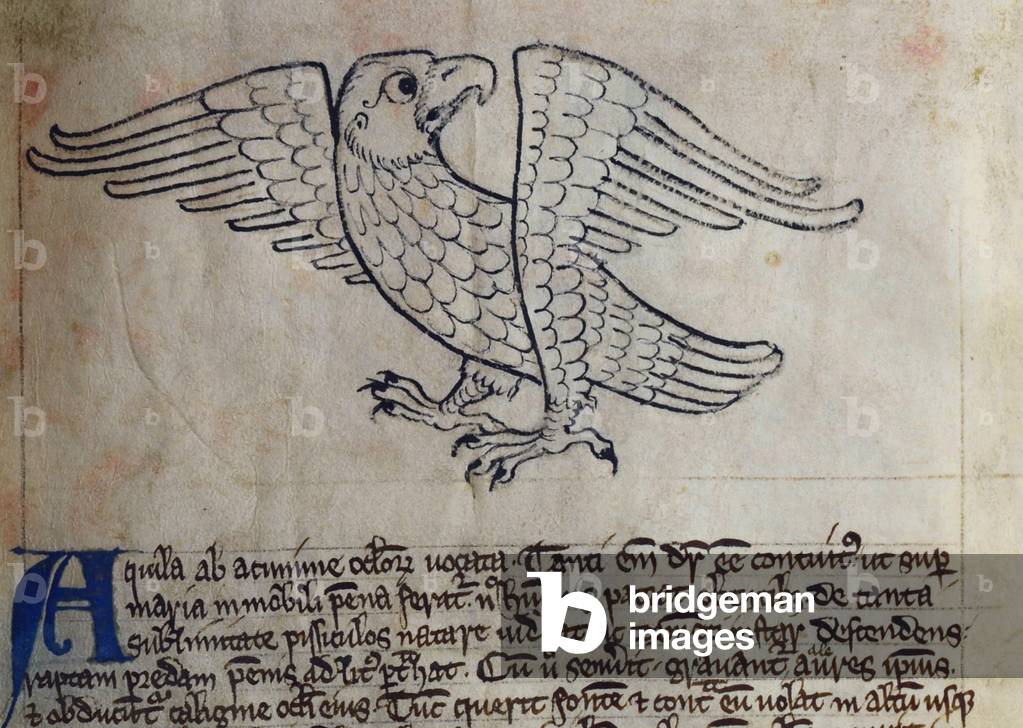 CCA-LitMs/D/10 fol. 13r Eagle, from Bestiary (imperfect), early 14th century (parchment)
