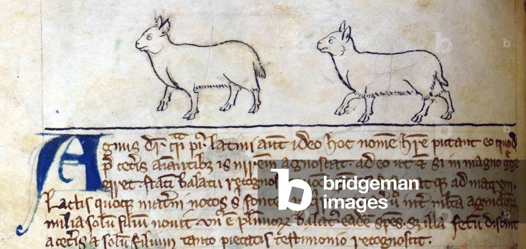 CCA-LitMs/D/10 fol. 8v Lambs, from Bestiary (imperfect), early 14th century (parchment)