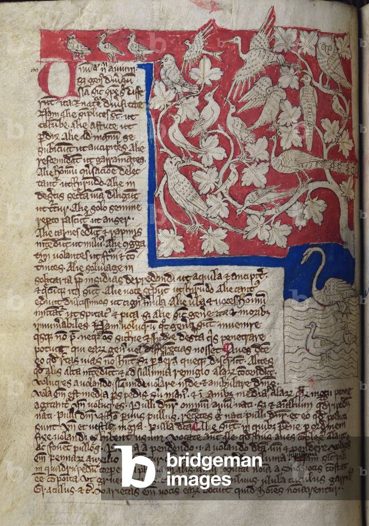 CCA-LitMs/D/10 fol. 12v Birds, from Bestiary (imperfect), early 14th century (parchment)