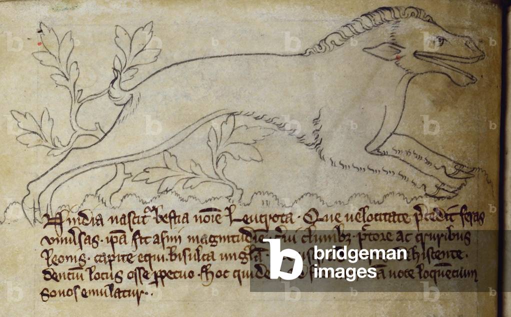 CCA-LitMs/D/10 fol. 3v Leucrota, from Bestiary (imperfect), early 14th century (parchment)