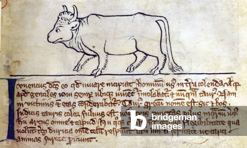 CCA-LitMs/D/10 fol. 9r Bullock, from Bestiary (imperfect), early 14th century (parchment)