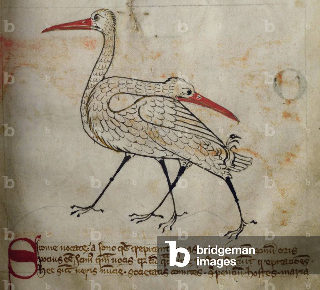 CCA-LitMs/D/10 fol. 15r Stork, from Bestiary (imperfect), early 14th century (parchment)