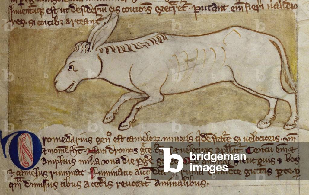 CCA-LitMs/D/10 fol. 10r Donkey, from Bestiary (imperfect), early 14th century (parchment)