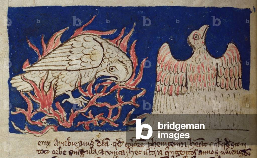 CCA-LitMs/D/10 fol. 17v Pheonix, from Bestiary (imperfect), early 14th century (parchment)