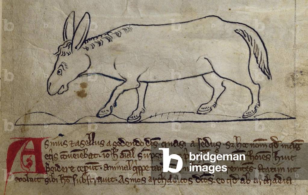 CCA-LitMs/D/10 fol. 10r Ass, from Bestiary (imperfect), early 14th century (parchment)