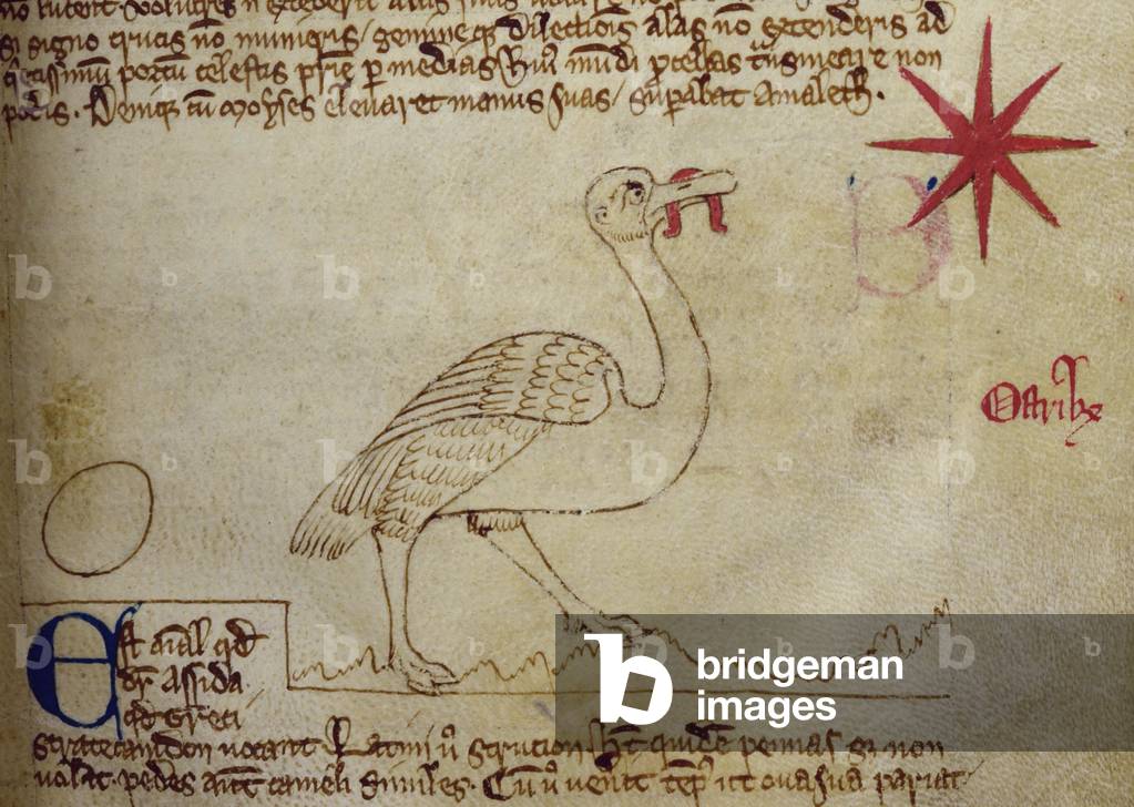 CCA-LitMs/D/10 fol. 16r Ostrich, from Bestiary (imperfect), early 14th century (parchment)