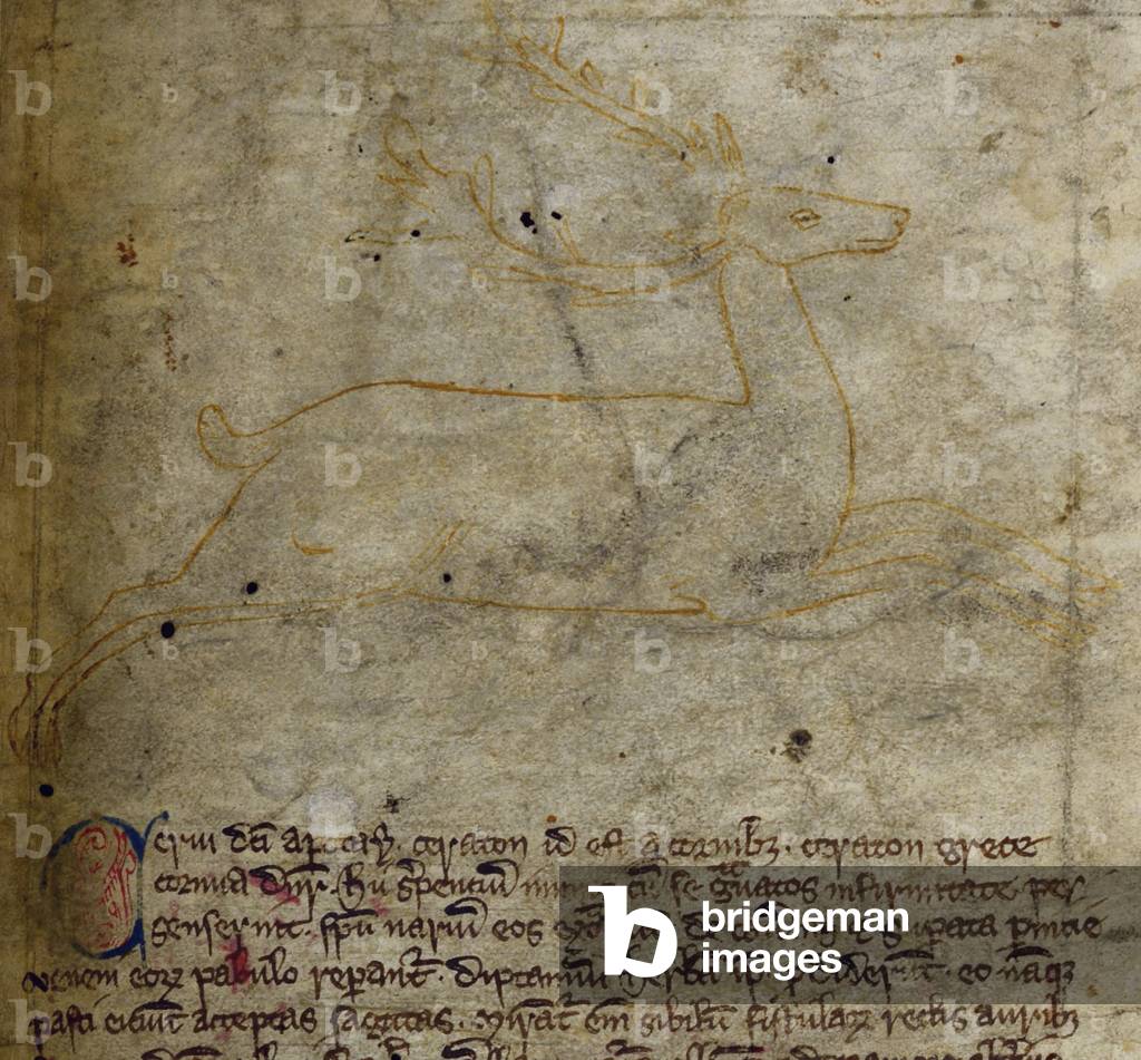 CCA-LitMs/D/10 fol. 1r Stag, from Bestiary (imperfect), early 14th century (parchment)