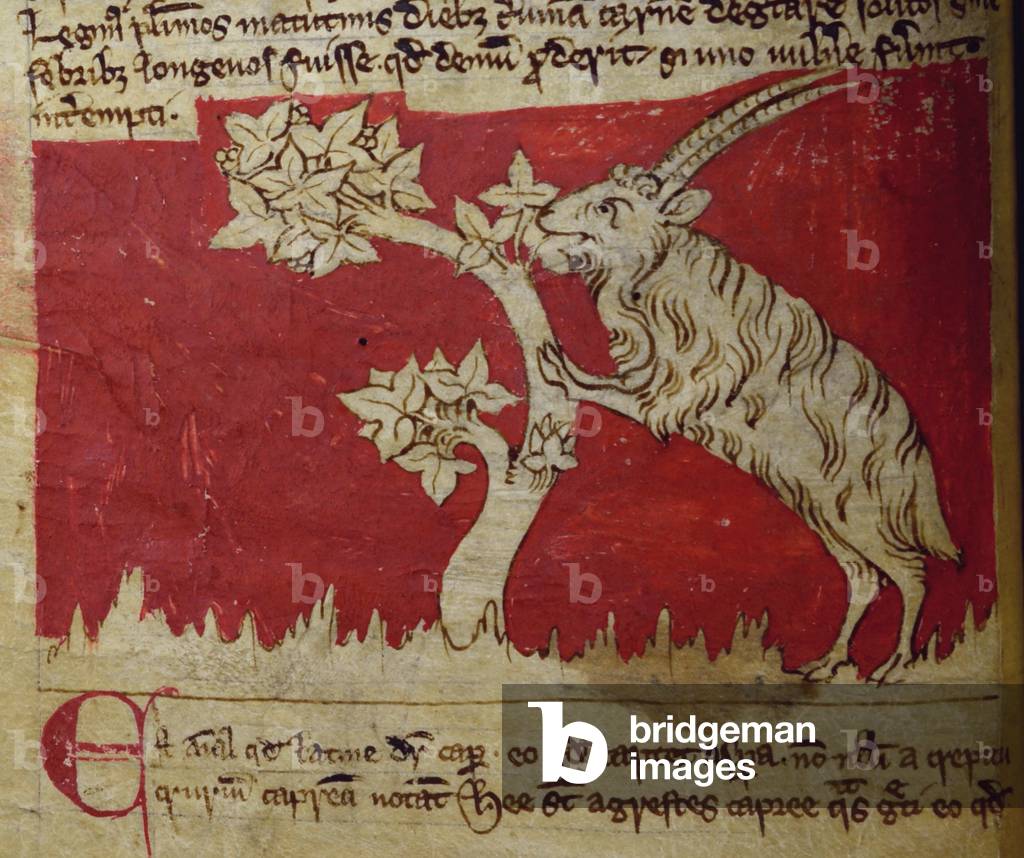 CCA-LitMs/D/10 fol.1v Goat, from Bestiary (imperfect), early 14th century (parchment)