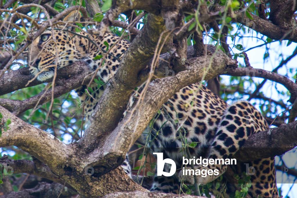 Leopard in a tree, Masai Mara wildlife reserve, Kenya, Africa September 2018 (photo)