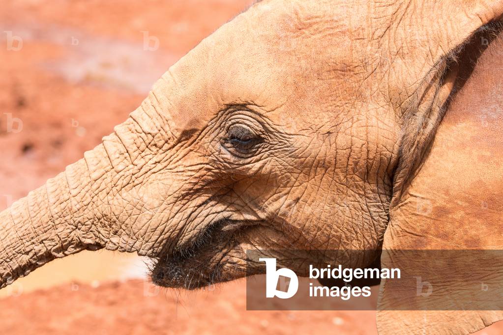 The Sheldrick Wildlife Trust's Elephant Orphanage, Nairobi, Kenya, February 2018 (photo)