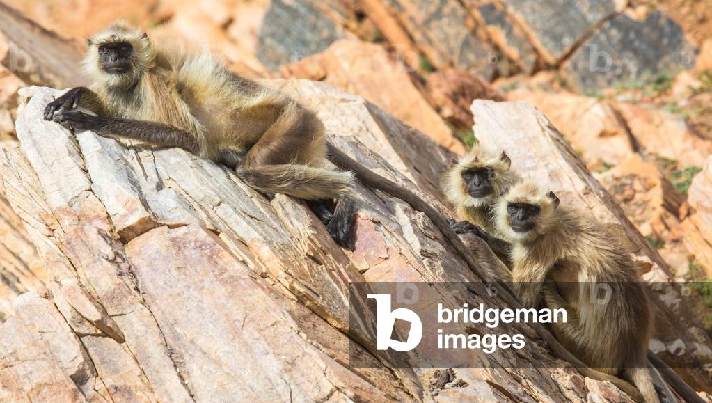 Group of langur monkey, Bishangarh, Jaipur, Rajasthan, India, June 2018 (photo)