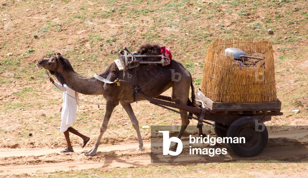 Camel pulling cart, Bishangarh, Jaipur, Rajasthan, India, June 2018 (photo)