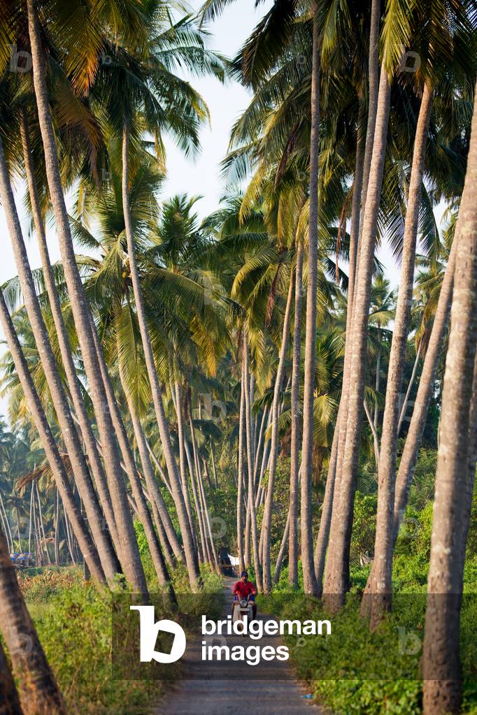 Village track between palm trees inland Goa, Goa, India, September 2018 (photo)