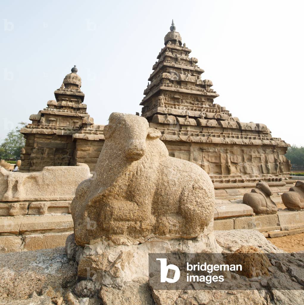 Nandi at 7th century Pallava dynasty rock cut Pancha Rathas, Five Rathas, Mahabalipuram, Tamil Nadu, India September 2018 (photo)
