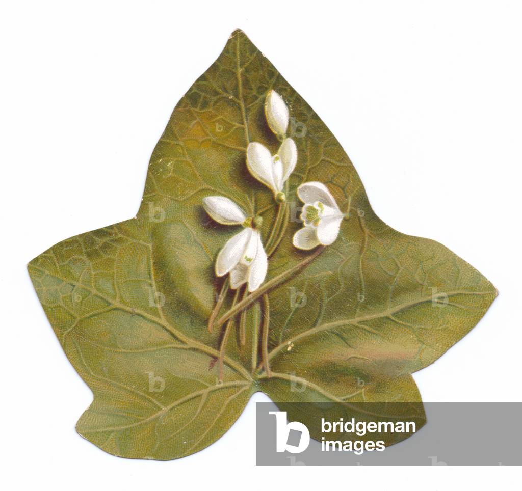 A Victorian die-cut shape card of an ivy leaf with snowdrop flowers on it, c.1880 (colour litho)