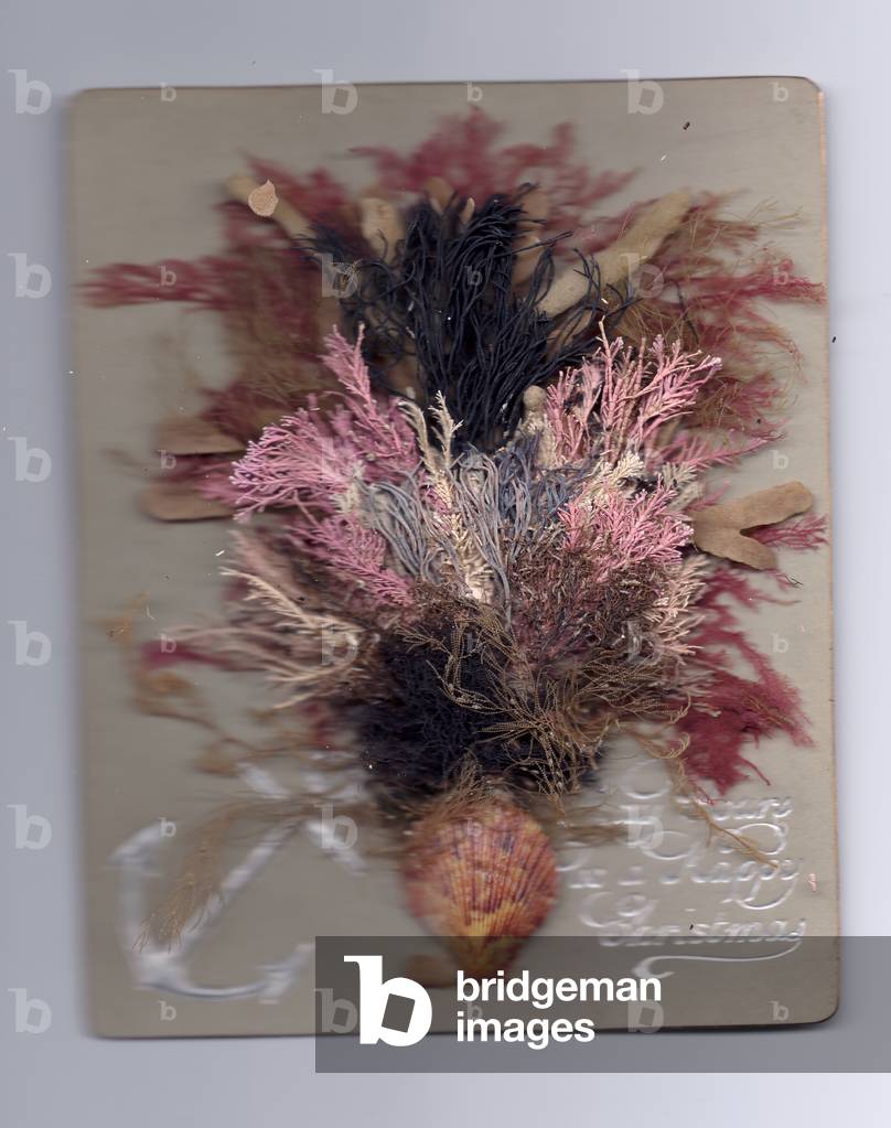 A birthday card of a floral arrangement made out of seaweed and a shell. Circa 1900 (seaweed)