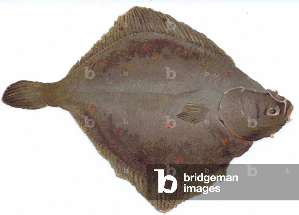 A Victorian die-cut shape greeting card of a dover sole, c.1880 (colour litho)