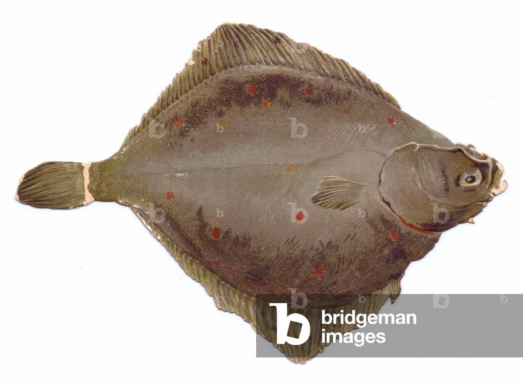 A Victorian Die-cut shape card of a dover sole, c.1880 (colour litho)
