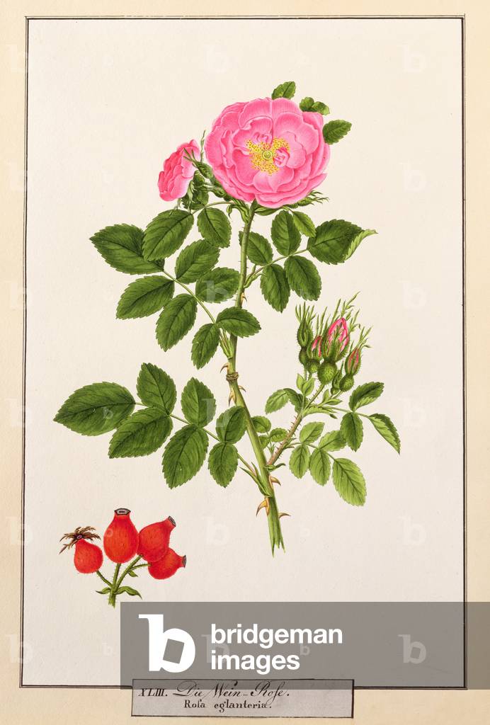 Rosa: Eglanteria, 1805, di T.Goetz