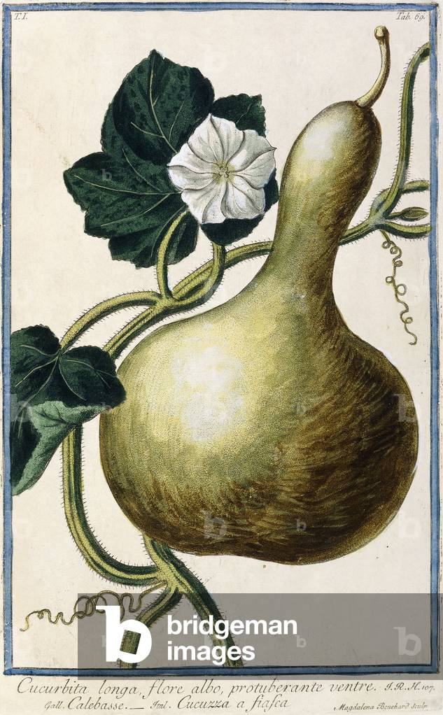 Gourd, 1772-1784 (hand-coloured engraving)
