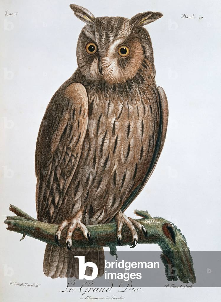 Le Grand Duc', Eagle-Owl, 1799-1808 (hand coloured engraving)