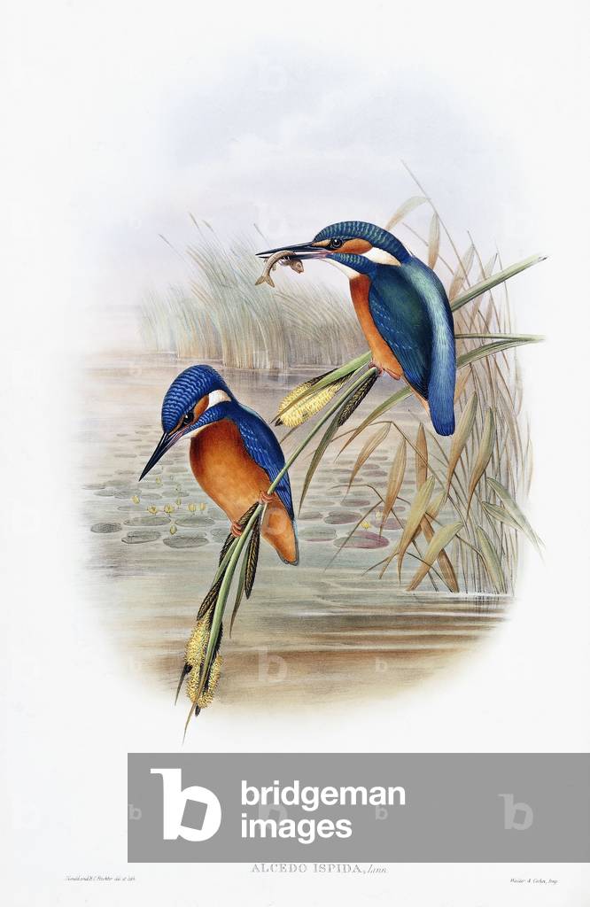 Alcedo Ispida (Common Kingfisher), 1862-1873 (hand-coloured lithograph)