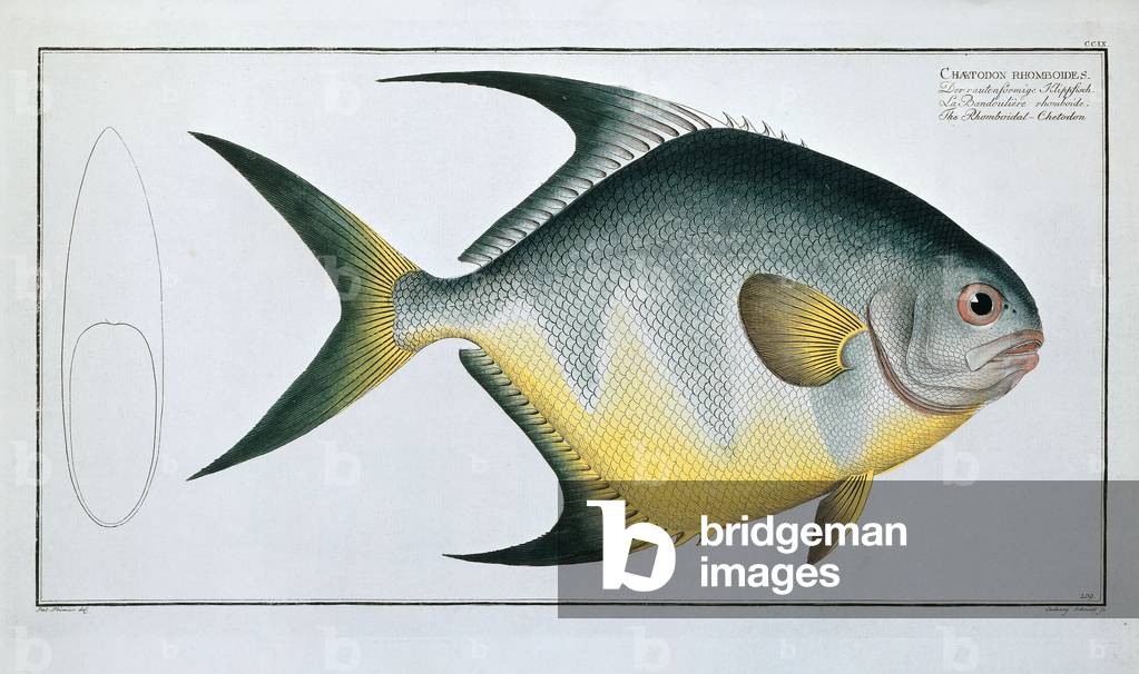 Rhomboidal Chetodon (Chaetodon rhomboides), c.1782-95 (hand coloured engraving)