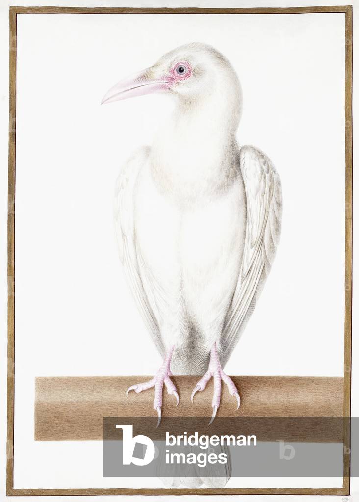 Albino Crow (Corvus corone corone),  (black chalk, brush, ink, watercolour, bodycolour, on vellum)