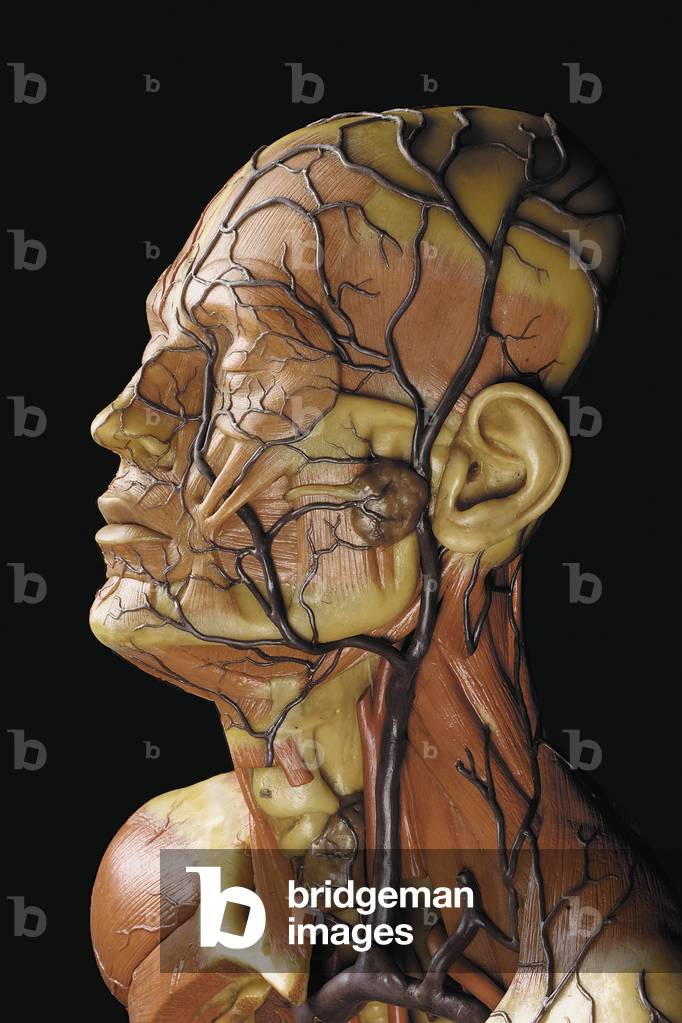 Detail of a male anatomical ecorche model, displaying muscles, arteries and veins, the circulation and nervous system (wax) (see also 469822 to 469827)
