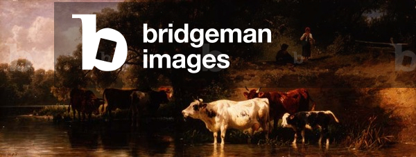 Cattle watering in a wooded landscape