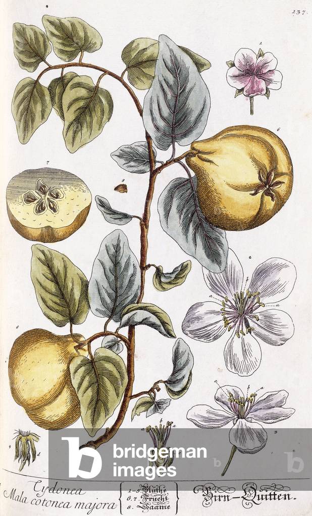 Quince (Cydonea mala cotonea majora), c.1750-65 (hand-coloured engraving)
